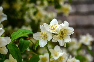 Flowered mock-orange (Philadelphus) closeup.White flowers of Philadelphus. Philadelphus is ornamental flowering shrubs in the garden