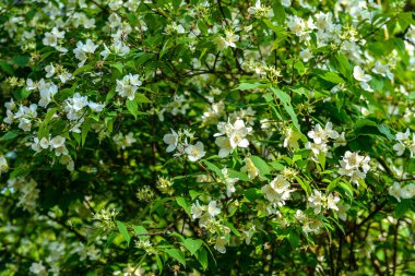 Flowered mock-orange (Philadelphus) closeup.White flowers of Philadelphus. Philadelphus is ornamental flowering shrubs in the garden