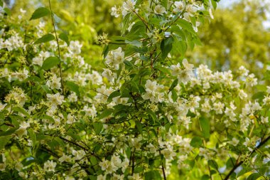 Flowered mock-orange (Philadelphus) closeup.White flowers of Philadelphus. Philadelphus is ornamental flowering shrubs in the garden