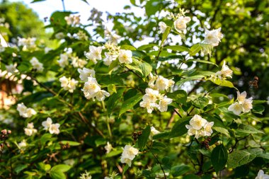 Flowered mock-orange (Philadelphus) closeup.White flowers of Philadelphus. Philadelphus is ornamental flowering shrubs in the garden