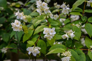 Flowered mock-orange (Philadelphus) closeup.White flowers of Philadelphus. Philadelphus is ornamental flowering shrubs in the garden