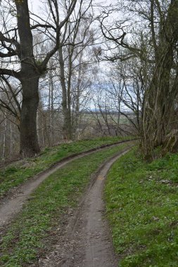 Forest courvy road .A dirt road turning to the right that is lined with growing reeds at the edge of a pond with a dramatic sky in the background .