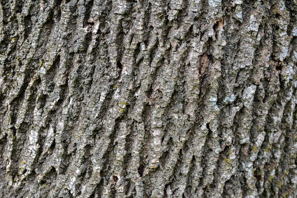 bark of an old giant ash tree. tree bark textures and patterns .Rustic tree bark texture background .