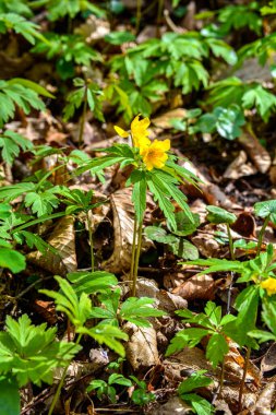 Blooming Anemonoides ranunculoides.Spring in the forest blooms anemone yellow .Closeup of Yellow anemone flowers in bloom along woodland hiking trail during Spring