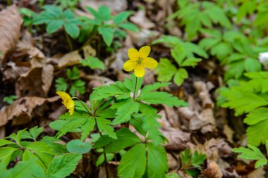 Blooming Anemonoides ranunculoides.Spring in the forest blooms anemone yellow .Closeup of Yellow anemone flowers in bloom along woodland hiking trail during Spring