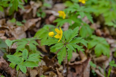 Blooming Anemonoides ranunculoides.Spring in the forest blooms anemone yellow .Closeup of Yellow anemone flowers in bloom along woodland hiking trail during Spring