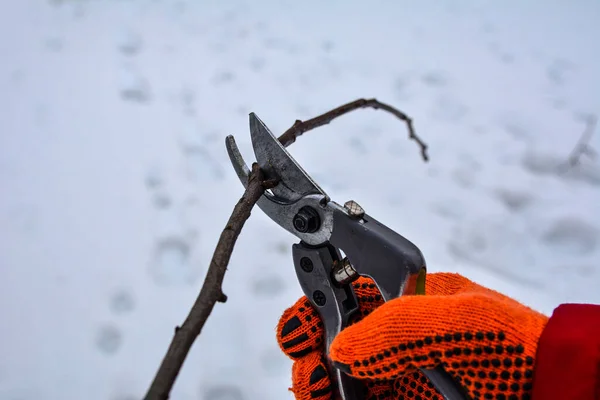 Pruning trees and shrubs .pruning branches with pruning shears. Human hands in gardening gloves hold pruner, gardener cuts dry branches without leaves.