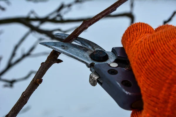 Pruning trees and shrubs .pruning branches with pruning shears. Human hands in gardening gloves hold pruner, gardener cuts dry branches without leaves.