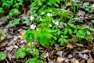 Isopyrum thalictroides, Rue-Leaved Isopyrum, Ranunculaceae. Wild plant shot in the spring. False Anemone , white anemone like flowering early spring european plant inhabitating woodlands
