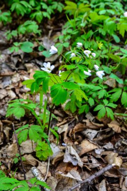 Isopyrum thalictroides, Rue-Leaved Isopyrum, Ranunculaceae. Wild plant shot in the spring. False Anemone , white anemone like flowering early spring european plant inhabitating woodlands
