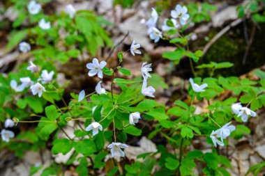 Isopyrum thalictroides, Rue-Leaved Isopyrum, Ranunculaceae. Wild plant shot in the spring. False Anemone , white anemone like flowering early spring european plant inhabitating woodlands