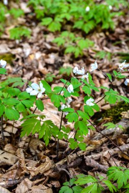 Isopyrum thalictroides, Rue-Leaved Isopyrum, Ranunculaceae. Wild plant shot in the spring. False Anemone , white anemone like flowering early spring european plant inhabitating woodlands