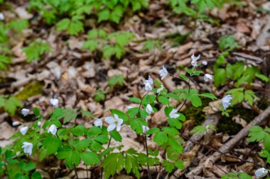 Isopyrum thalictroides, Rue-Leaved Isopyrum, Ranunculaceae. Wild plant shot in the spring. False Anemone , white anemone like flowering early spring european plant inhabitating woodlands