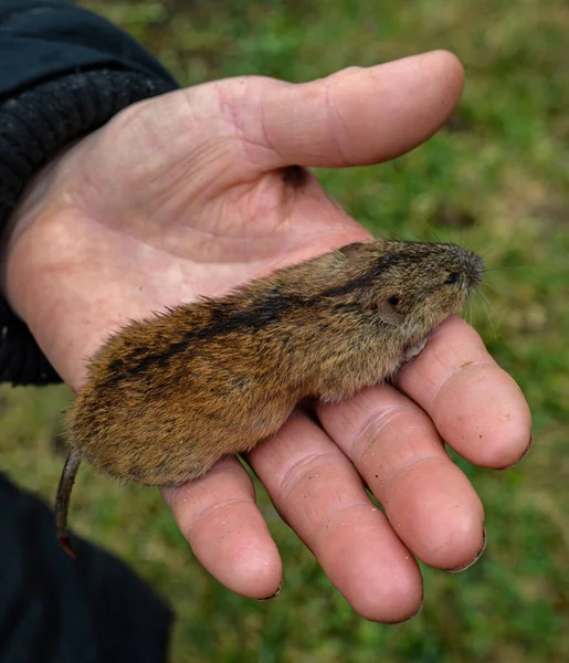 house mouse in a human hand .Photo of mice, pet. Animal and hand