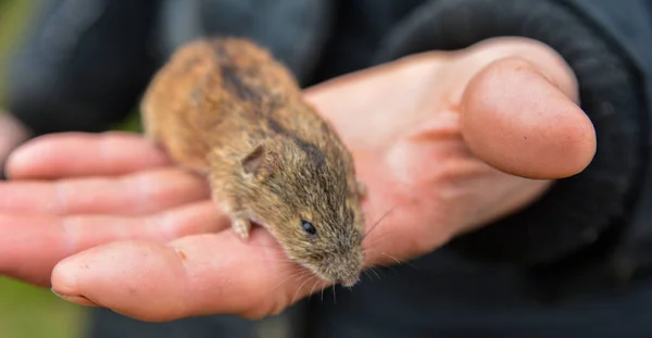 house mouse in a human hand .Photo of mice, pet. Animal and hand