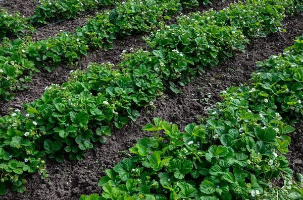 rows of strawberries plants in bloom in the farm landscape. Smart agriculture, farm, technology concept .Mulching strawberries in the garden. The blossoming strawberry plantation.