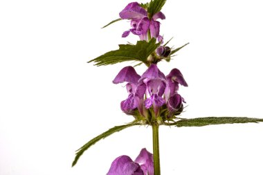Mor ölü-beyaz arka plan üzerinde izole ısırgan (Lamium purpureum). Tıbbi ve invaziv tesisi .