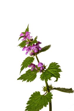 Mor ölü-beyaz arka plan üzerinde izole ısırgan (Lamium purpureum). Tıbbi ve invaziv tesisi .
