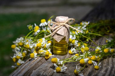 Eski ahşap arka planda Roma papatyası yağı bulunan küçük cam şişe. Papatya çiçekleri, yaklaşın. Aromaterapi, spa ve bitkisel ilaç malzemeleri. Boşluğu kopyala.