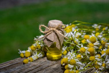 Eski ahşap arka planda Roma papatyası yağı bulunan küçük cam şişe. Papatya çiçekleri, yaklaşın. Aromaterapi, spa ve bitkisel ilaç malzemeleri. Boşluğu kopyala.