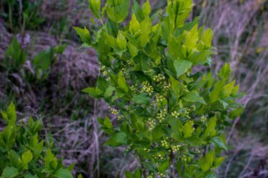 Euonymus alatus: a branch of birch bark blooms in the garden in summer.Small flower on European or Common Spindle Tree, Euonymus Europaeus, macro, selective focus.