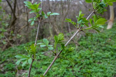 Tender green sprigs of blossoming elderberry close-up. spring shoots, leaves and inflorescences of black elderberry grow