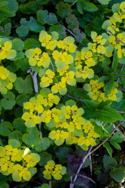 Alternatif bırakılmış altın saksafon -chrysosplenium alternifolium. Alternatif yapraklı dalak otu çiçekleri (Chrysosplenium alternifolium).