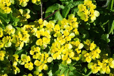 Alternatif bırakılmış altın saksafon -chrysosplenium alternifolium. Alternatif yapraklı dalak otu çiçekleri (Chrysosplenium alternifolium).