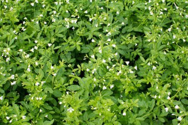 Watercress (Nasturtium officinale). Lahana ve hardal familyasından (Brascaceae) yabani sebzeler, Ukrayna 'daki nehrin kıyısında beyaz çiçeklerle.