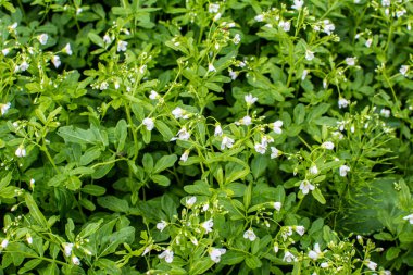 Watercress (Nasturtium officinale). Lahana ve hardal familyasından (Brascaceae) yabani sebzeler, Ukrayna 'daki nehrin kıyısında beyaz çiçeklerle.