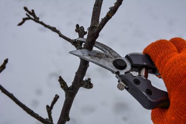 Seasonal pruning trees with pruning shears. Pruning of trees with secateurs in the garden.