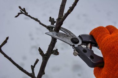 Seasonal pruning trees with pruning shears. Pruning of trees with secateurs in the garden.