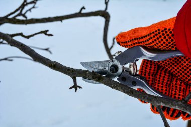 Seasonal pruning trees with pruning shears. Pruning of trees with secateurs in the garden.