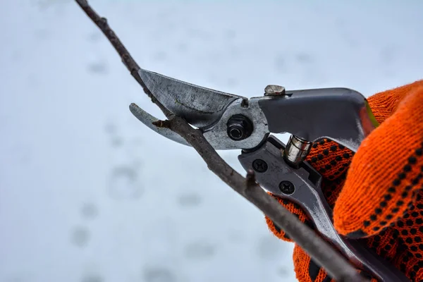 Seasonal pruning trees with pruning shears. Pruning of trees with secateurs in the garden.