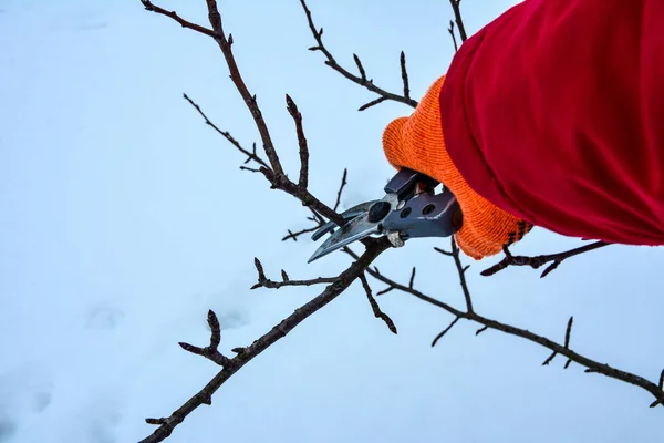 Seasonal pruning trees with pruning shears. Pruning of trees with secateurs in the garden.