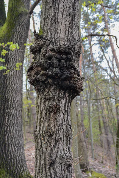 A giant tree burl caused by a parasitoid bacteria. A cancer looking outgrowth .painful thickening on the tree trunk.