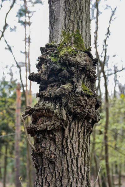 A giant tree burl caused by a parasitoid bacteria. A cancer looking outgrowth .painful thickening on the tree trunk.