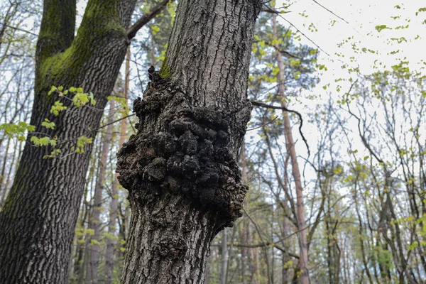 A giant tree burl caused by a parasitoid bacteria. A cancer looking outgrowth .painful thickening on the tree trunk.