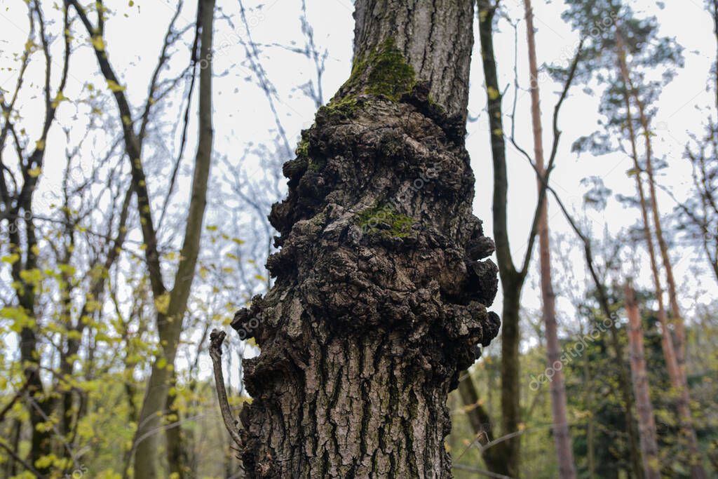 A giant tree burl caused by a parasitoid bacteria. A cancer looking outgrowth .painful