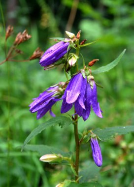 Closeup of a a flower head of Campanula Glomerata Blue flowers in sunlight in the garden, close-up, selective focus. City summer flowers. Floral background.