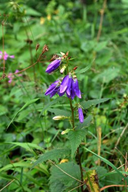 Closeup of a a flower head of Campanula Glomerata Blue flowers in sunlight in the garden, close-up, selective focus. City summer flowers. Floral background.