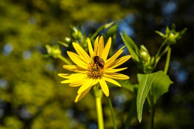 Silphium perfoliatum cup plant yellow flowers with green leaves .Blossom of a cup plant in a field .Bee on a yellow silphium flower