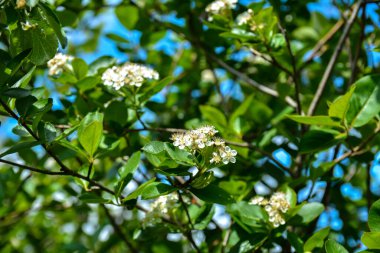 Black mountain ash unusually beautiful white flowers with delicate pink stamens .flowers of black-fruited mountain ash with leaves.