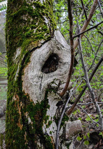 Large Hollow Tree Background Green Foliage Serves Nest Birds Shelter — Stock Photo, Image