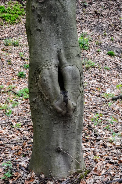 Árbol Hueco Grande Sobre Fondo Follaje Verde Sirve Nido Para —  Fotos de Stock