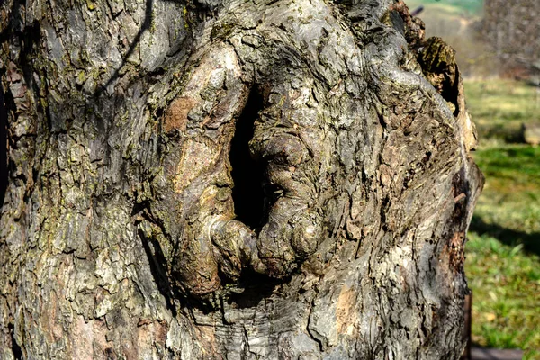 Velký Dutý Strom Pozadí Zelené Listoví Slouží Hnízda Pro Ptáky — Stock fotografie