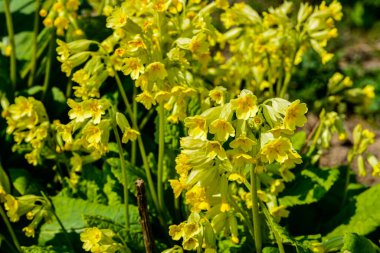 Primula veris (inek ayağı, inek ayağı, inek ayağı çuha çiçeği; syn. Primula officinalis Hill, Primulaceae familyasından bir bitki türü..