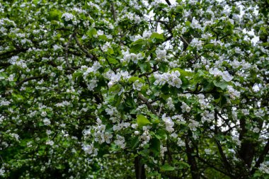 Branches of the apple tree in bloom.Apple tree is blooming in spring .Spring blossom apple trees in flowering fruit orchard at sunny day. Idyllic rural scene.