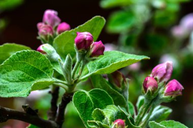 Branches of the apple tree in bloom.Apple tree is blooming in spring .Spring blossom apple trees in flowering fruit orchard at sunny day. Idyllic rural scene.