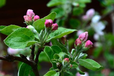 Branches of the apple tree in bloom.Apple tree is blooming in spring .Spring blossom apple trees in flowering fruit orchard at sunny day. Idyllic rural scene.